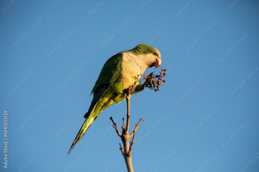 custom made wallpaper toronto digitalA argentine parakeet eating fruit perched on a branch.