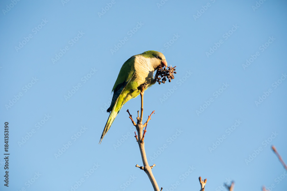 custom made wallpaper toronto digitalA parakeet eating fruit in a tree