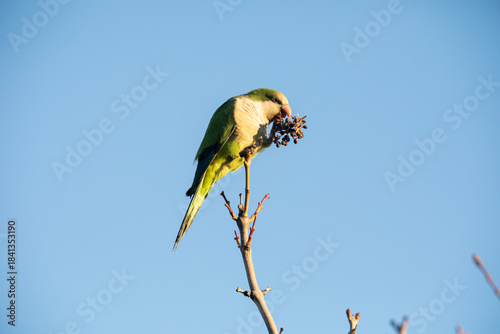 Wallpaper Mural A parakeet eating fruit in a tree Torontodigital.ca