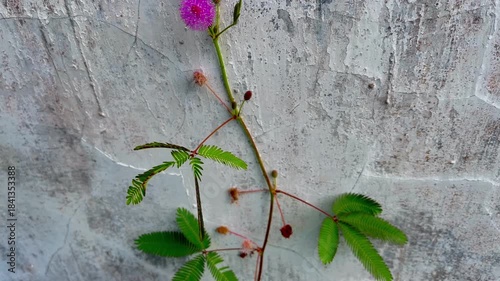 Beautiful Pink Mimosa Pudica Flower (Sensitive Plant) Blooming Wild in Green Grass Field.