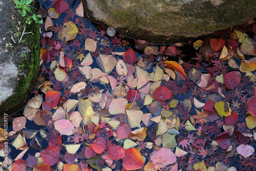 水に浮いた秋の枯葉