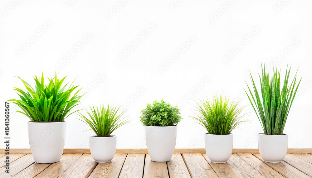 Obraz premium Green plants in white pots arranged on wooden surface