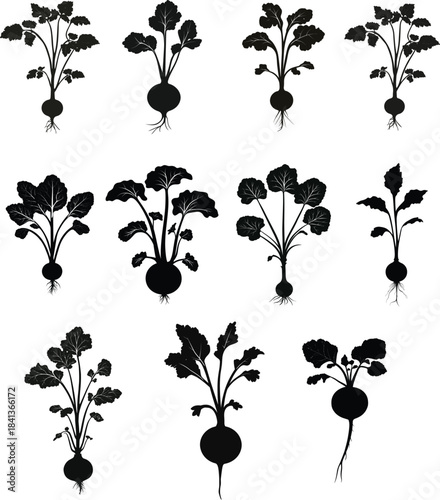  Kohlrabi Bulb with Extended Stems – Botanical set Silhouette Vector	