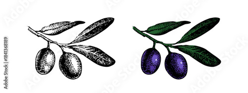 Sketch olive set. Superfood nutrition, packaging design, menu, farm market concept. Hand drawn engraving vector isolated illustration.