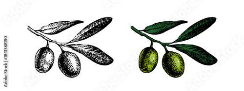 Sketch olive set. Superfood nutrition, packaging design, menu, farm market concept. Hand drawn engraving vector isolated illustration.