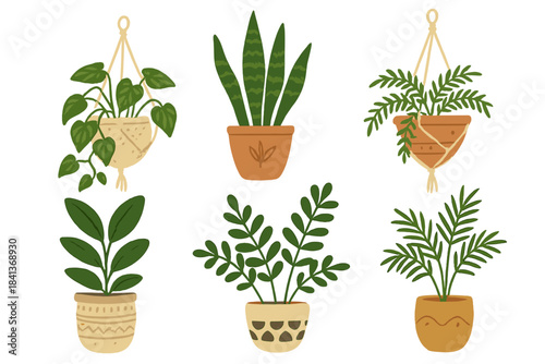 Six popular indoor houseplants in terracotta and patterned ceramic pots, including hanging plants and succulents