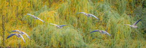 Greylag Geese flock flying across bright yellow green willow trees in autumn light