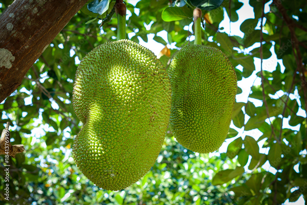 custom made wallpaper toronto digitalFresh green jackfruit on tree