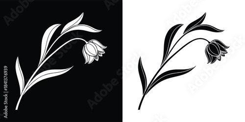 A detailed white tulip on a black background and a black tulip on a white background, showcasing the elegance of spring blooms in contrasting styles