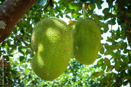 Wallpaper Mural Fresh green jackfruit on tree Torontodigital.ca