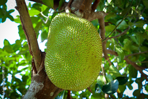 Wallpaper Mural Fresh green jackfruit on tree Torontodigital.ca