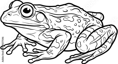 Black and white vector sketch of spotted frog sitting, amphibian nature illustration for coloring book or design.