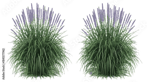Vibrant ornamental grass with elegant purple flower spikes, an ideal natural element for diverse garden and landscape design projects
