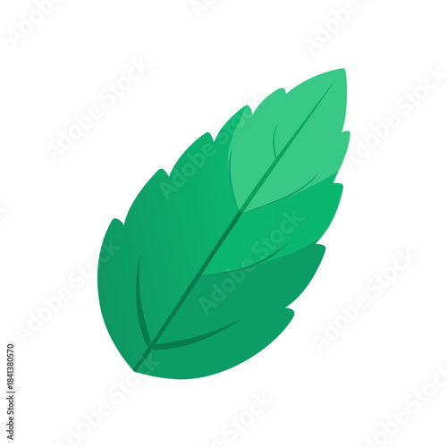 vector clip art mint leaf on white background for web and graphic design