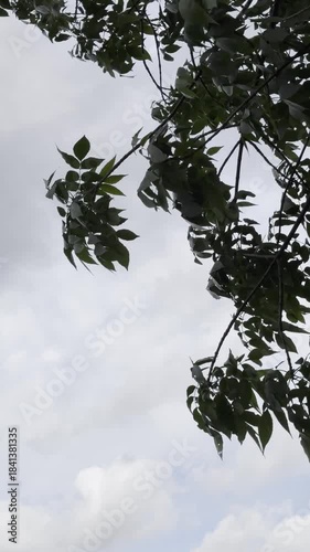Tree branches with green leaves sway in the wind.