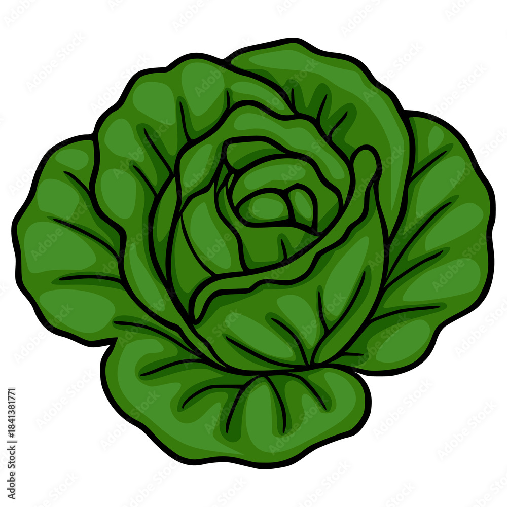 Fototapeta premium Vibrant vector illustration of a fresh, leafy green lettuce head, showcasing its detailed layered structure and crisp texture with bold black outlines.