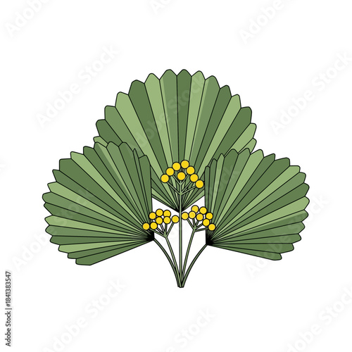 Stylized botanical illustration of fan-shaped leaves and clustered yellow berries minimal art