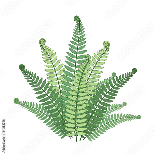Delicate fern fronds unfolding, showcasing botanical grace and verdant vibrancy in minimalistic