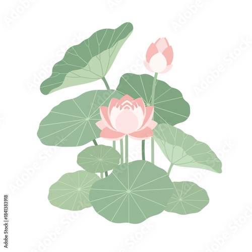 Delicate lotus blooms illustration, showcasing serenity and elegant floral arrangement design