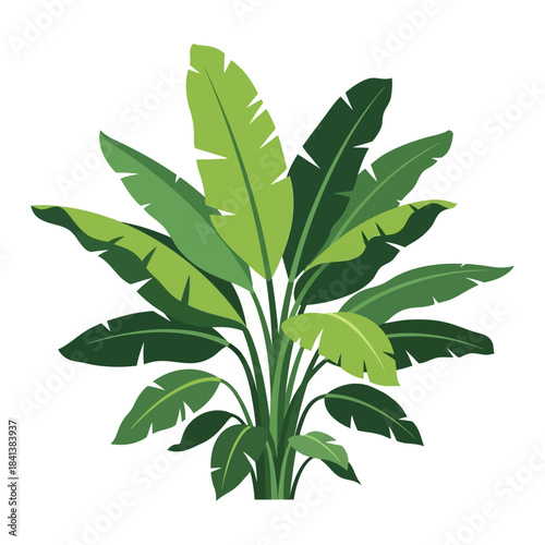 Lush stylized banana plant illustration with broad leaves and tropical appeal in vector format