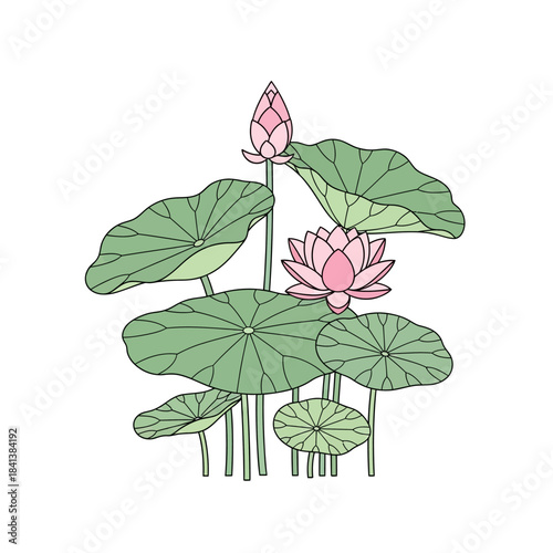 Elegant botanical illustration featuring blooming lotus flowers and round leaves design