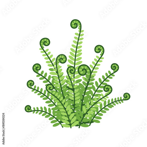 Fern fronds unfurling in a delightful botanical illustration on a clean white background
