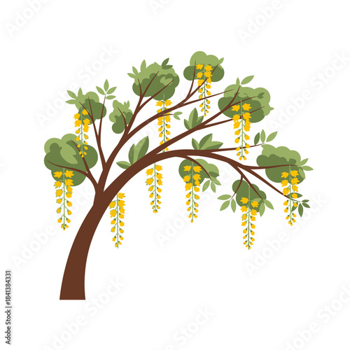 Stylized weeping golden chain tree illustration with vibrant yellow flowers and foliage