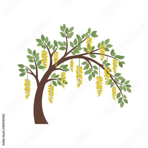 Stylized golden chain tree illustration, vibrant foliage and cascading yellow blossoms art