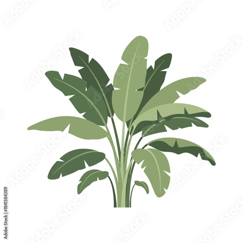 Stylized banana plant illustration with broad foliage against a clean white backdrop