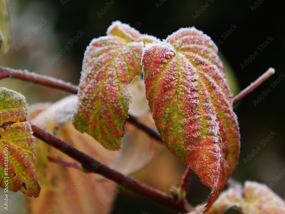 Fototapeta premium Himbeerblatt mit Reif und Eiskristallen