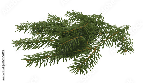 Evergreen Pine Branch Isolated on White Background, Christmas Decoration Element