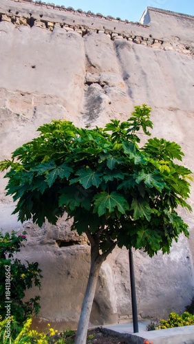 Small leafy tree against a light beige stone wall
