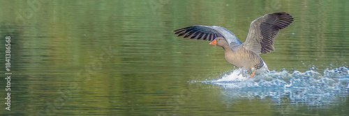 Greylag Goose landing close-up on calm water surface wings spread with splashing in soft green autumn light with copy space