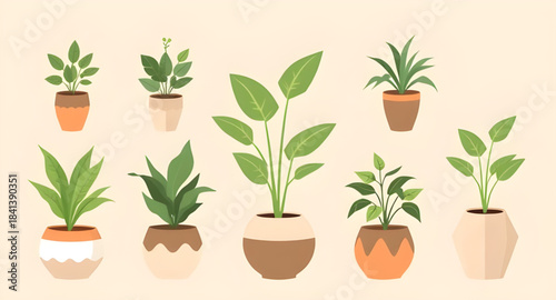 plant, pot, flower, leaf, nature, isolated, tree, houseplant, potted, growth, home, botany, grow, fresh, flowerpot, gardening, green