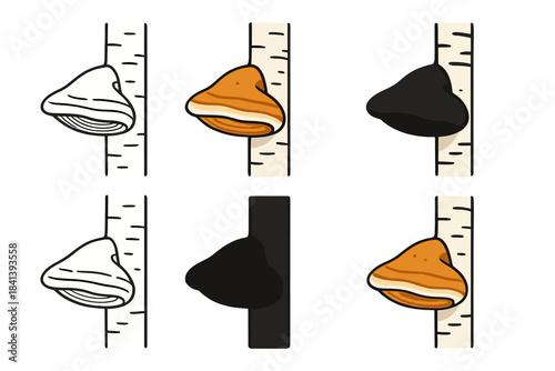 Birch Fungus Styles. Single birch bracket fungus attached to a smooth white bark, viewed from the side showing its curvature and