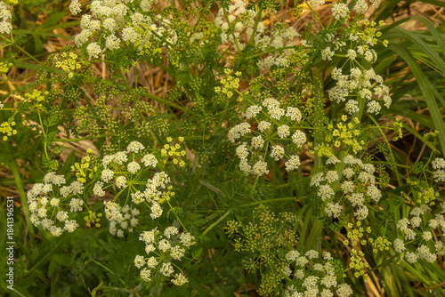 Primer plano de un grupo de flores blancas pequeñas