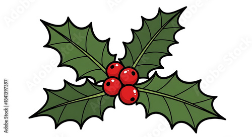 Holly leaves and red berries illustration for christmas and winter holidays isolated on transparent background