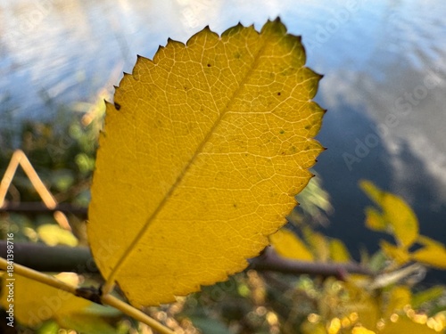 autumn leaves in the sun