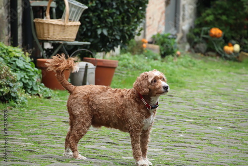dog in the yard