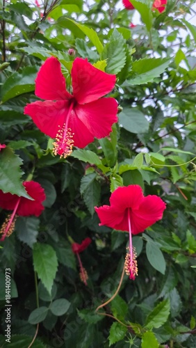 red and white flower