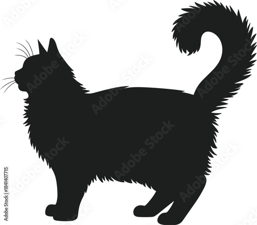 Silhouette Of A Fluffy Cat With A Curled Tail Standing Keywords: cat, silhouette, fluffy, fur, tail, curled, standing, animal