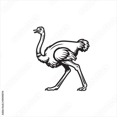 Beautiful ostrich bird vector design art