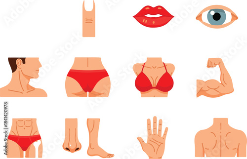 Human Body Parts Illustration Set for Educational Use