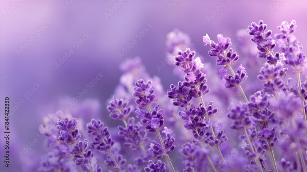 Fototapeta premium Vibrant close up of purple lavender flowers blooming in a soft focus field with copy space