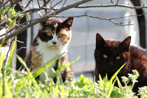 見つめる猫