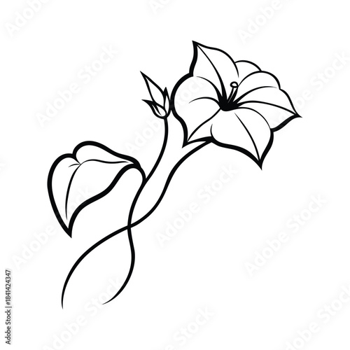 Simple black and white morning glory vine drawing presented in clean botanical lines Vector illustration