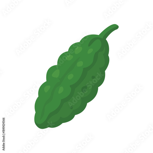 vector illustration of a bitter melon