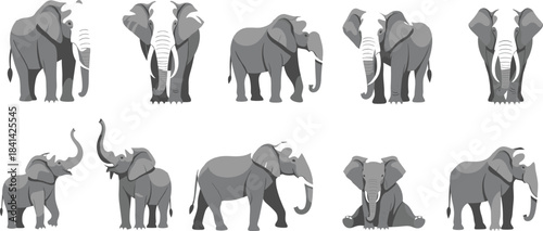 Vector Collection of Colorful Exotic Birds, Including Macaws, Budgerigars (Budgies), Lovebirds, and Cockatoos, Ideal for Tropical Wildlife, Ornithology, Pet, and Nature Graphics.