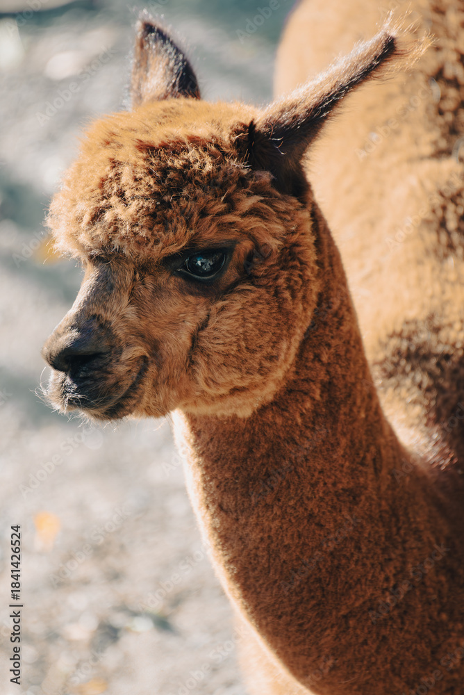 Obraz premium Close-up of young lama Alpaca, pet portraits, tenderness concept