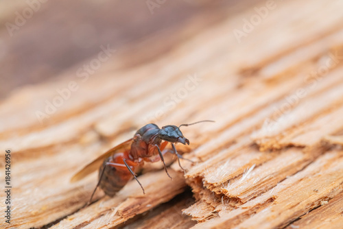 Closeup of an Adult Female Carpenter Ant